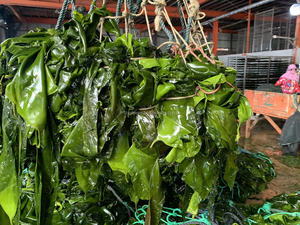 Venta al por mayor de algas secas <span class=keywords><strong>Gelidium</strong></span> algas secas kelp kont - Product Image 5