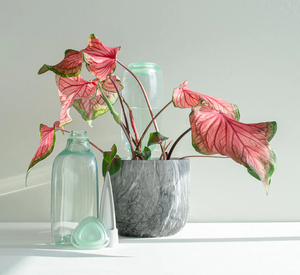 Kit de jardinería para el hogar de Interior de <span class=keywords><strong>autorriego</strong></span> moderno 750mL para macetas tipo suelo de cultivo de flores de escritorio <span class=keywords><strong>DIY</strong></span> para flores artificiales - Product Image 2