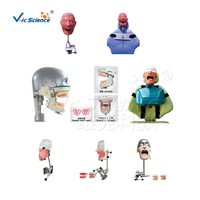 Imiter 200h 500h nissin modèle de dent de remplacement modèle de dents humaines modèle d'éducation à la science médicale