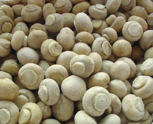 Best Price IQF Frozen Champignons / White Mushroom