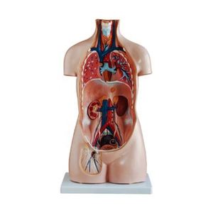 Torso de anatomía sin sexo humano médico de 85CM, modelo de, 20 piezas - Product Image 5