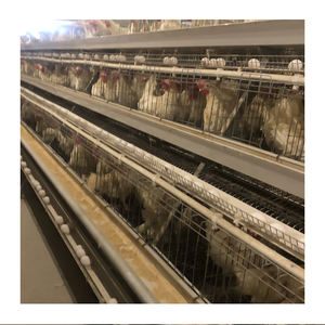 Allevamento di pollame moderno zincato A caldo di tipo A 3-96 30k-100k presso l'azienda agricola A strati d'angora - Product Image 6