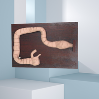 Modèle d'examen par sigmoidoscopie, modèle d'entraînement et de démonstration en endoscopie, modèle de simulation d'auto-endoscopie