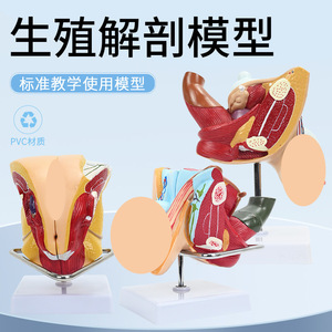 Modèles du système reproducteur masculin et féminin ; modèles pédagogiques du système urinaire hospitalier ; modèles d'anatomie sagittale des organes humains. - Product Image 2