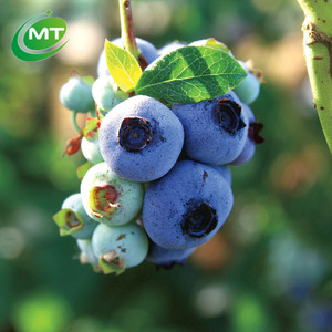 Blueberry tự nhiên chiết xuất từ quả 25% <span class=keywords><strong>anthocyanidins</strong></span> Blueberry vaccinium angustifolium chiết xuất bột - Product Image 2