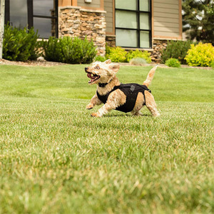 Dog Back Support Vest Black Adjustable Orthopedic For Canine Back Relief And Injury Recovery - Product Image 2