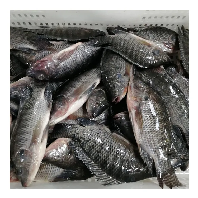 Hızlı sevkiyat ile canlı Tilapia balık 500G ila 800G satın almak için en iyi fiyatlar