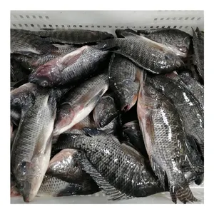 빠른 배송으로 라이브 틸라피아 물고기 500 G에서 800 G를 구입하는 가장 좋은 가격