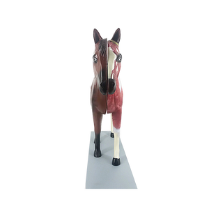 Modèle anatomique de cheval Modèle anatomique animal Modèle médical d'anatomie de cheval en plastique - Product Image 6