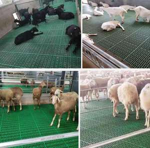 Nuevo Suelo de Listones de Oveja Más Vendido, Equipo para Ganado Apto para Corrales de Ovejas. - Product Image 4