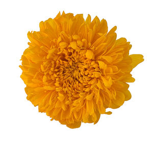 Margaritas naturales de color africano, <span class=keywords><strong>Gerbera</strong></span>, <span class=keywords><strong>jamesonii</strong></span>, bolo, flor de sol decorativa, flor de Margarita preservada - Product Image 2