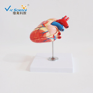 Modelo de Enseñanza Médica Vic Education, Modelo de Enseñanza de Corazón Canino, Modelo Anatómico de Corazón Canino - Product Image 3