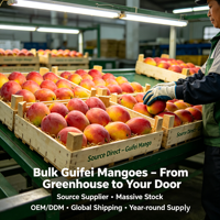 Mangga Shaanxi Guifei Premium Kualitas Ekspor Standar GlobalGAP Panen Segar 12cm 5.5kg Bersertifikat HACCP