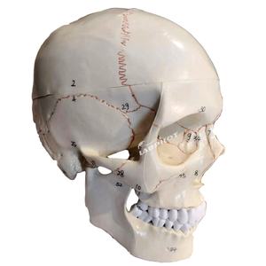 Modèle d'anatomie du <span class=keywords><strong>crâne</strong></span> <span class=keywords><strong>humain</strong></span> <span class=keywords><strong>3D</strong></span> outil d'enseignement des sciences médicales pour adultes - Product Image 2