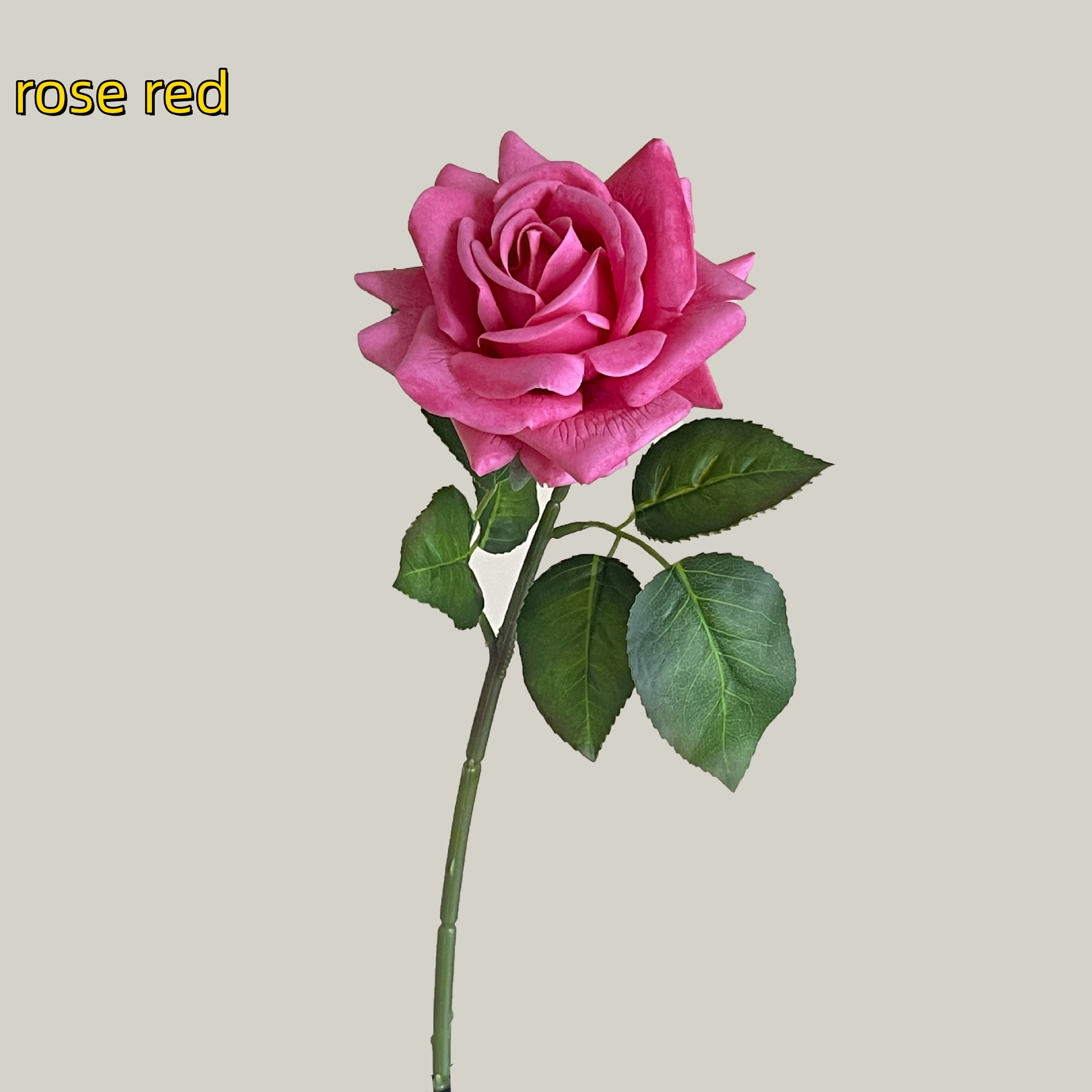 rosa rossa