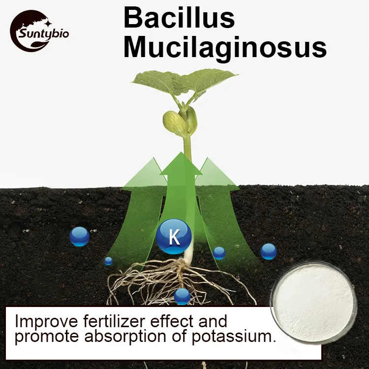बेसिलस mucilaginosus के लिए माइक्रोबियल उर्वरक मिट्टी सुधार