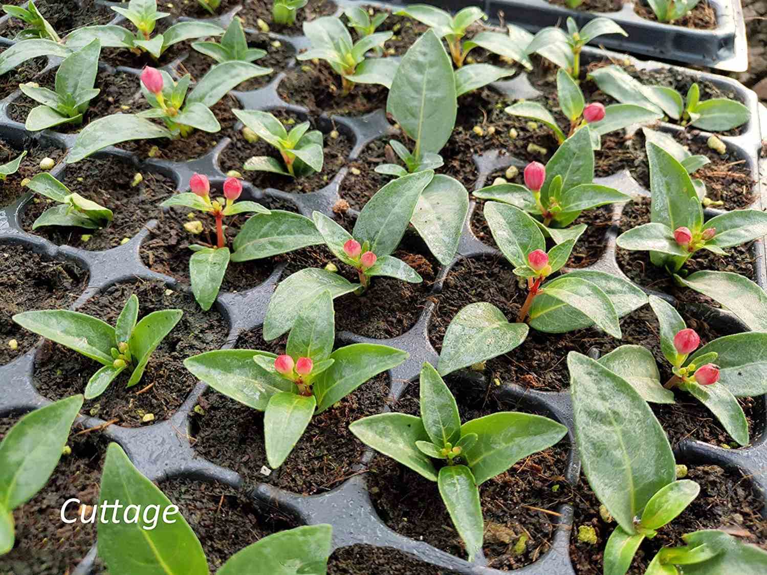 200 cells seed propagator