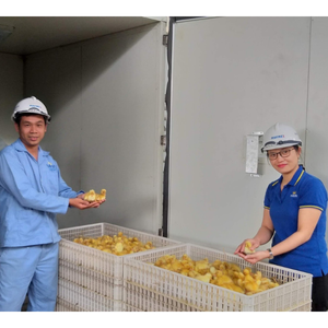Best Sale Chicken <b>Incubators</b> Automatic Hatching Machine <b>Eggs</b> Hatcher <b>Incubator</b> <b>Eggs</b> Automatic From Vietnam Manufacturer - Product Image 6