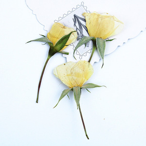 <span class=keywords><strong>Rose</strong></span> Gialle Essiccate con Stelo Pressato, Boccioli di Rosa Naturale Crema-Champagne per Arte in Resina Fai-da-Te, Decorazioni per la Casa - Product Image 3
