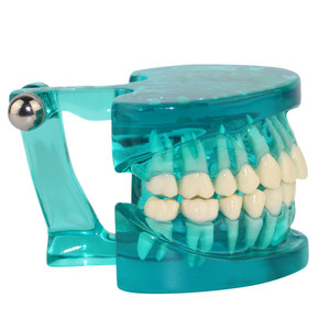 Modèle dentaire anatomique transparent - Modèle standard de racine dentaire et de <span class=keywords><strong>dentition</strong></span> <span class=keywords><strong>adulte</strong></span> - Ressources pédagogiques - Product Image 3