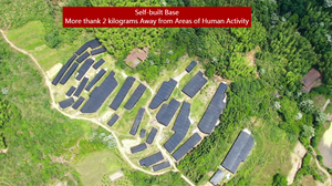 Imunidade Boosters <span class=keywords><strong>reishi</strong></span> cogumelo suplemento <span class=keywords><strong>Reishi</strong></span> cápsula - Product Image 6