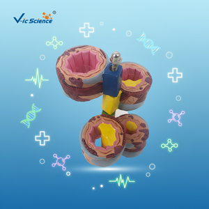 Modelo Anatómico Completo de Pulmón, 4 Piezas, Modelo de Anatomía del Bronquio, Modelo Anatómico Pulmonar - Product Image 6