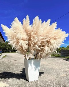 Fleur de Pampa Séchée Naturelle Authentique Grande Plume pour Décoration Ins, Vente en Gros - Product Image 2
