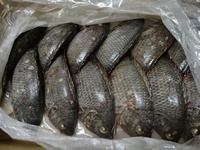 Volle Zwarte Tilapia IQF Diepvriesvis 100% Natuurlijk OPTIMUM Merk China Groothandel Export