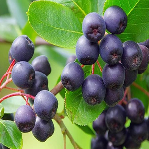 Polvo de jugo concentrado de bayas <span class=keywords><strong>Maqui</strong></span> de alta calidad, polvo de fruta de bayas <span class=keywords><strong>Maqui</strong></span>, polvo de bayas <span class=keywords><strong>Maqui</strong></span> - Product Image 3