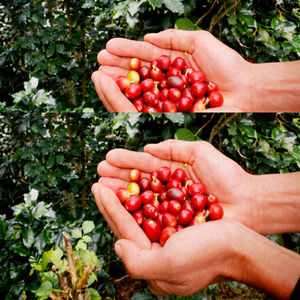 เมล็ดกาแฟโรบัสต้าคั่วกลาง 100% เกรด A+ ได้รับการรับรองมาตรฐาน HACCP เมล็ดกาแฟเต็มเมล็ด สำหรับมืออาชีพ Gaia Caf - Product Image 2