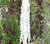 Guirlande de glycine artificielle L-338 en gros, arches de mariage, fleurs de vigne blanches, fleurs suspendues, glycine pour décoration de plafond