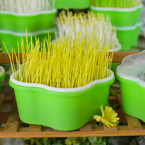 Bac de culture pour micro-légumes en <span class=keywords><strong>plastique</strong></span> PP, bac de germination de graines de jardin, boîte de culture pour <span class=keywords><strong>semis</strong></span> - Product Image 2