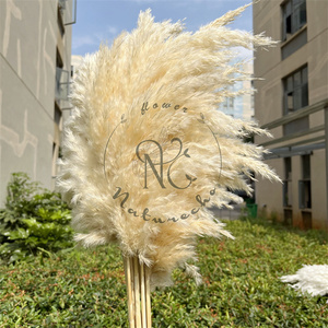 Hierba de Pampas Seca Natural, <span class=keywords><strong>Cortaderia</strong></span> Selloana Grande y Esponjosa, para Decoración de Bodas, San Valentín, Navidad y Hogar - Product Image 2