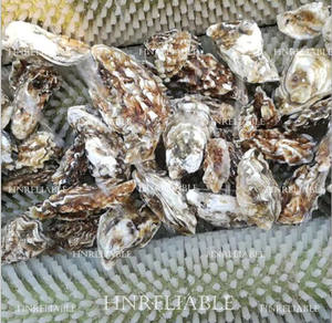 Machine à laver les huîtres à grande capacité en acier inoxydable avec moteur et pompe, pour le nettoyage des coquillages, les boulangeries, les moulins à farine et les vignobles - Product Image 6