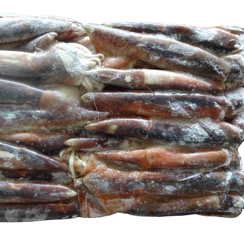 Argentina Squid Frozen Squid Frozen Illex