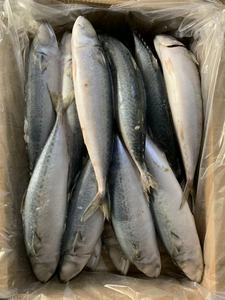 400-600 gam Biển Đông Lạnh thái bình dương Cá Thu - Product Image 5