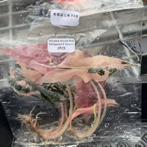 Groothandel verse gekweekte Alocasia Nobilis roze K-versie gemengde bloemen met lange houdbaarheid - Product Image 1