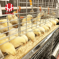 Cage d'élevage de type A, système d'élevage de poussins haute capacité, utilisé dans les projets d'élevage avicole, fabricant d'équipements d'élevage de poulets