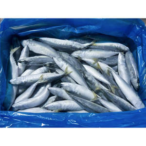 سمك الماكريل الكامل المجمد البحري 18 + + سعر السمك - Product Image 6