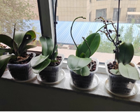 Filet de jardinage perforé robuste en plastique transparent écologique avec bord large pour pots de plantes, idéal pour l'hydroponie, l'aquaponie et les orchidées à domicile