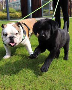 Corde de laisse de chien Double de sortie d'usine sans enchevêtrement réfléchissant 2 laisses de chien pour chiots - Product Image 3