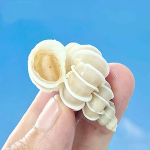 Caracoles <span class=keywords><strong>De</strong></span> León pulidos naturales Colección <span class=keywords><strong>de</strong></span> caracoles marinos raros <span class=keywords><strong>de</strong></span> fama mundial Tanques <span class=keywords><strong>de</strong></span> peces Artesanías <span class=keywords><strong>de</strong></span> conchas Tema <span class=keywords><strong>de</strong></span> amor Accesorios marinos - Product Image 4