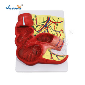Modèle anatomique de l'appendice et du côlon VIC-D014 - Product Image 1