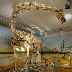 Künstliche echte Dinosaurier fossilien Modell groß zu verkaufen