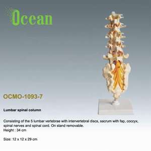 Human <strong>Lumbar</strong> <strong>Spinal</strong> <strong>Column</strong> With Anatomical Model - Product Image 3