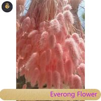 H05307 bunga Lagurus Ovatus kering, ekor kelinci halus rumput alami 50cm ekor anak kelinci bunga kering Lagurus Ovatus
