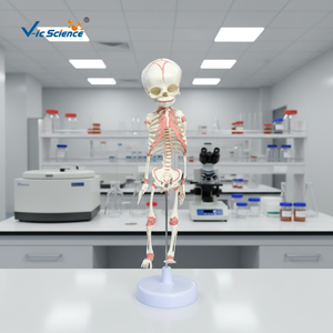 Modelo Anatómico <span class=keywords><strong>de</strong></span> Esqueleto <span class=keywords><strong>de</strong></span> Feto <span class=keywords><strong>de</strong></span> <span class=keywords><strong>30</strong></span> <span class=keywords><strong>Semanas</strong></span> <span class=keywords><strong>de</strong></span> Edad, en Plástico/PVC, para Ciencias Médicas, Escuelas y Hospitales, Modelo VIC-L014 <span class=keywords><strong>de</strong></span> Vic Science - Product Image 4
