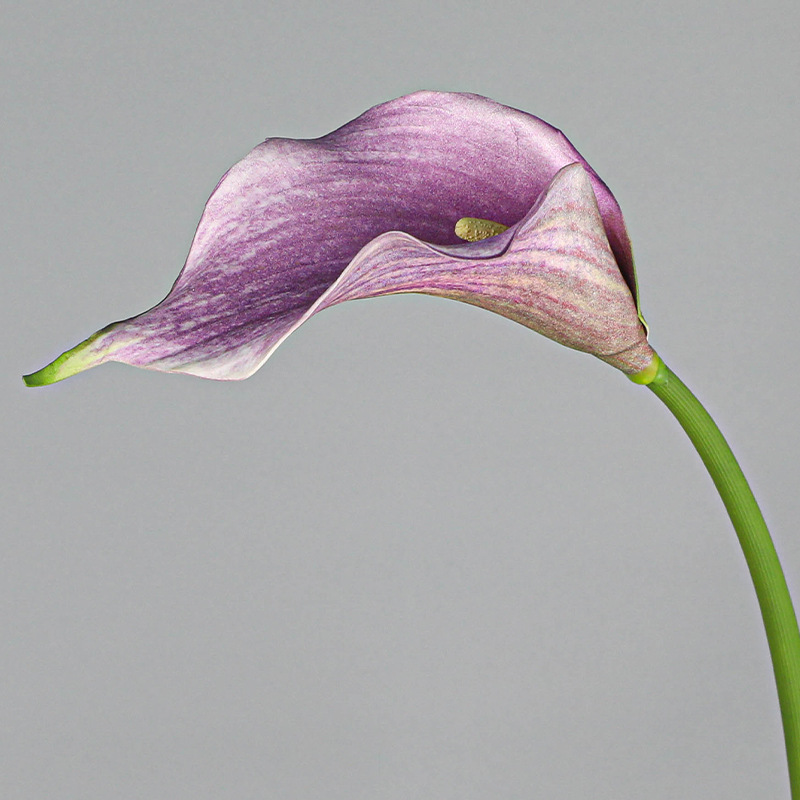 Light Purple