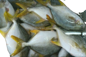 <span class=keywords><strong>Pomfret</strong></span> ปลาสีทองสด - Product Image 2