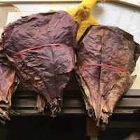 Feuilles d'olivier pour Betta, plantes aquatiques, matériau non comestible, pour petits poissons tropicaux, Arowana, tortues, crevettes, aquarium, réduction du pH